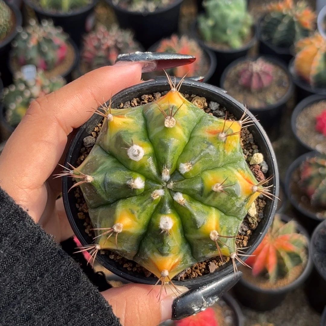 猫眼乌贼 侧牙 带盆土发货