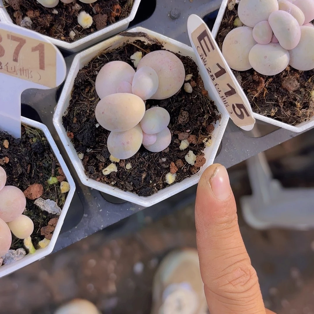 E115奶酪一物一拍