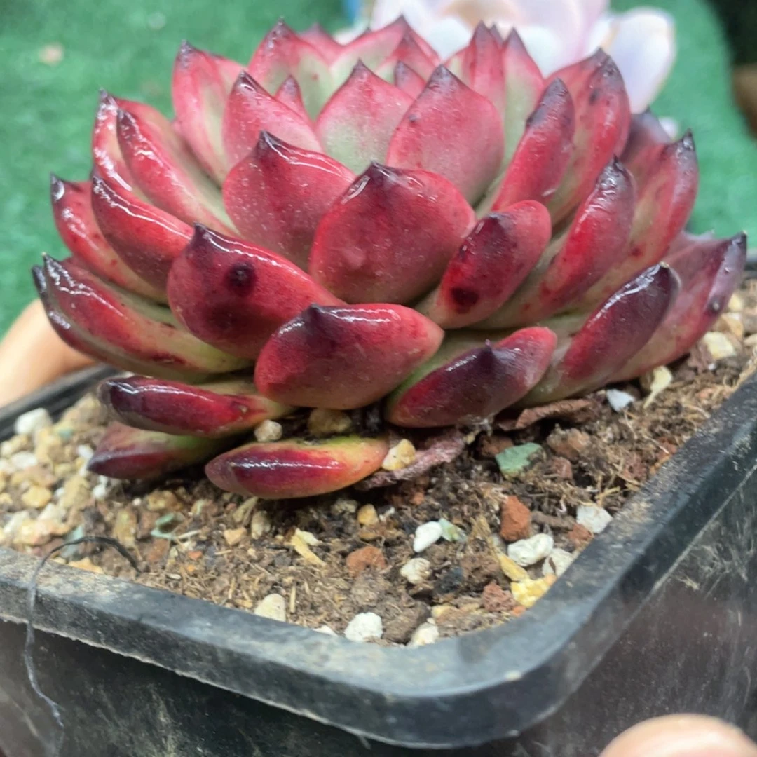 TM 一物一拍28包邮非偏远