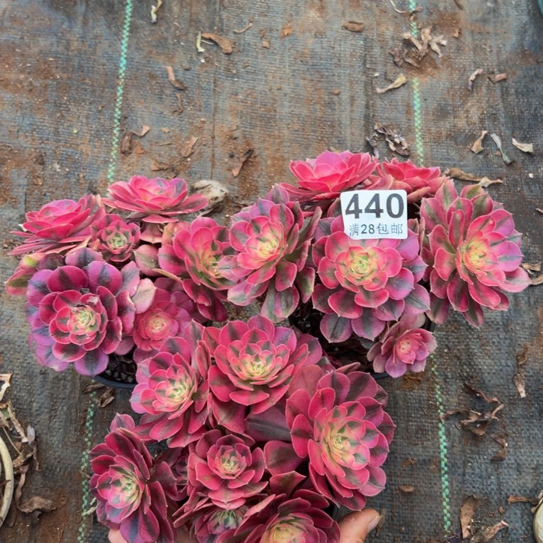 多肉植物440三颗小荔枝无售后
