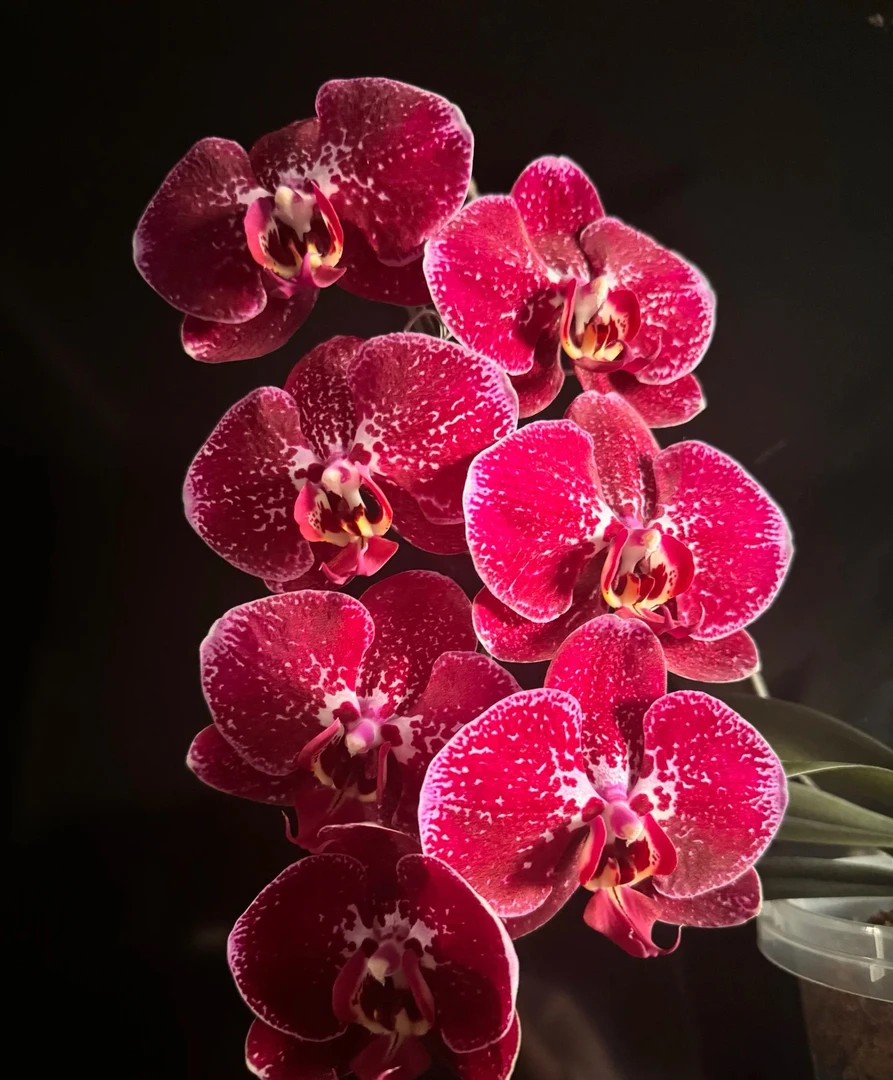 玫瑰香味【夜光蓝】3.5寸成熟苗爆根可升杯剪过春梗 叶子微瑕