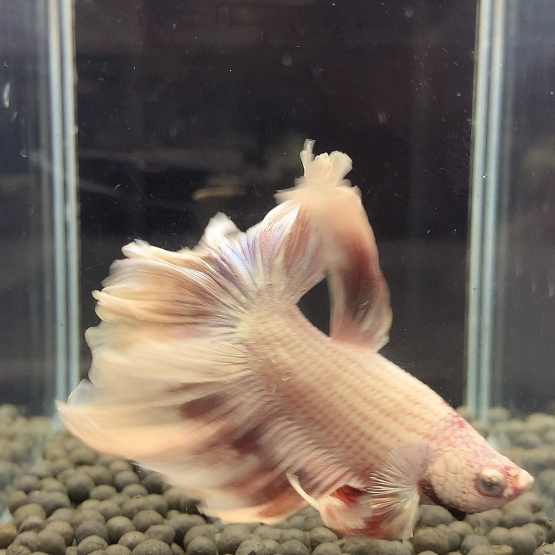 海水鱼七弟泰国斗鱼90
