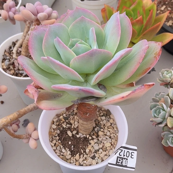 血凤30124多肉植物