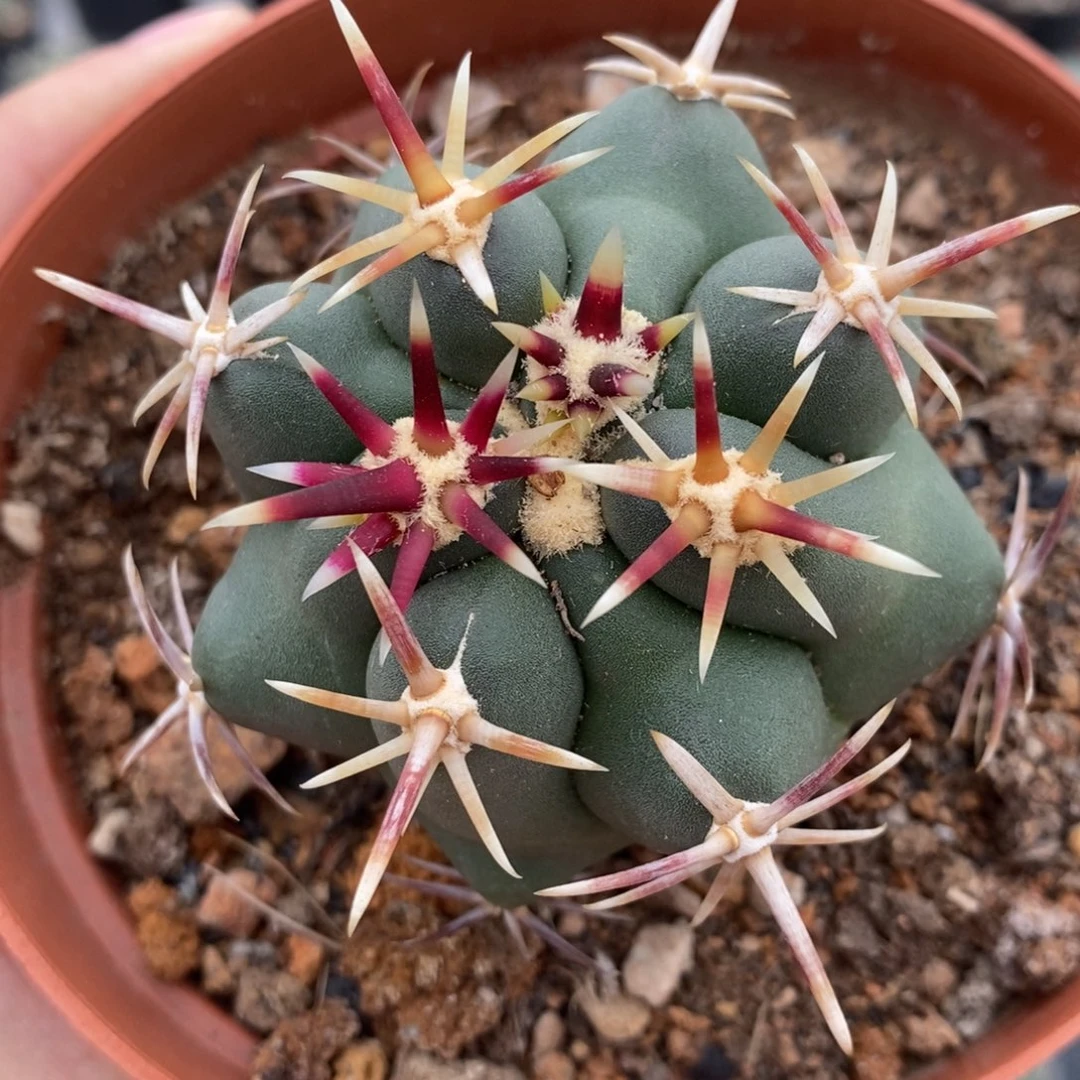 短豪刺大红鹰植播园艺