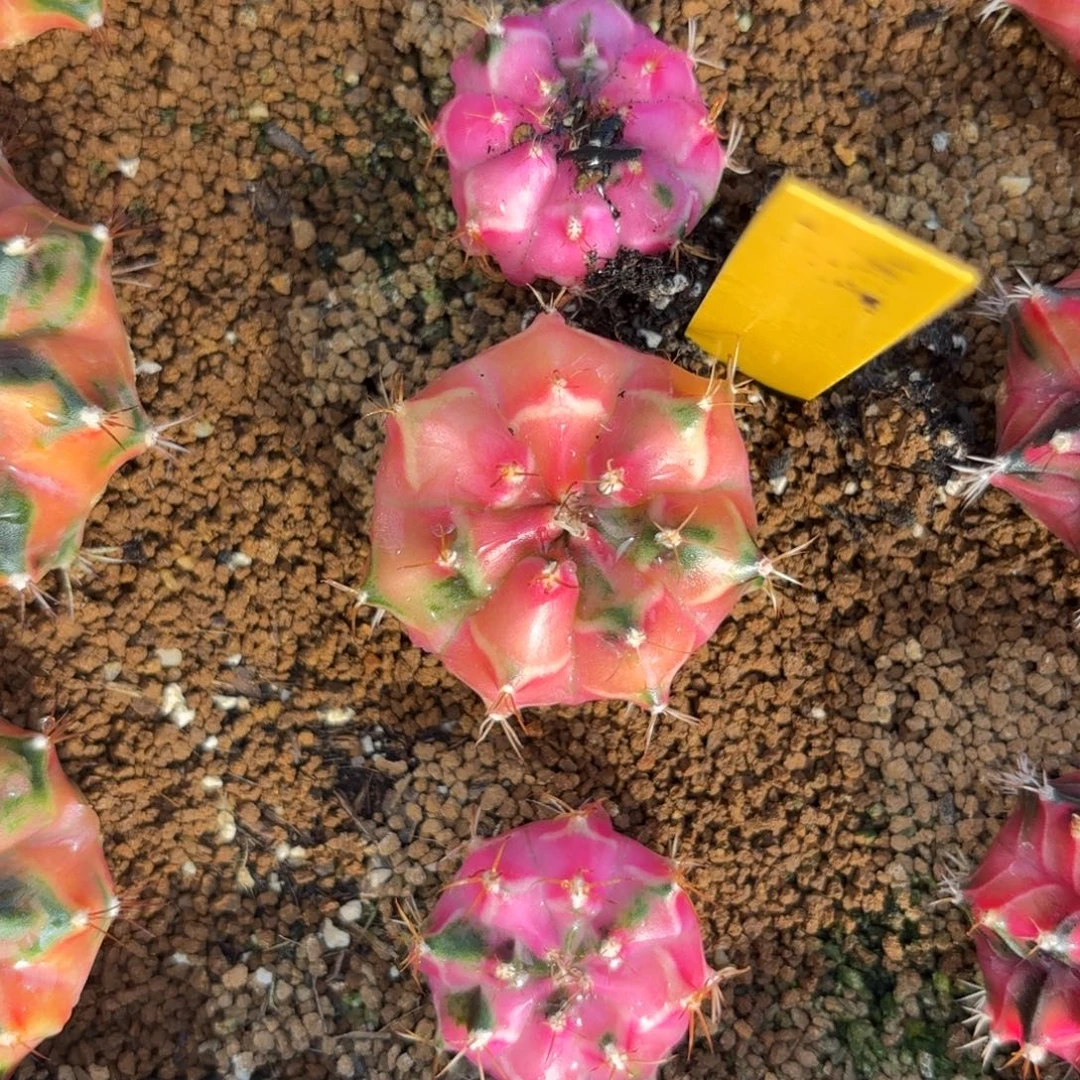 L502-0102泰国发货 娃娃脸