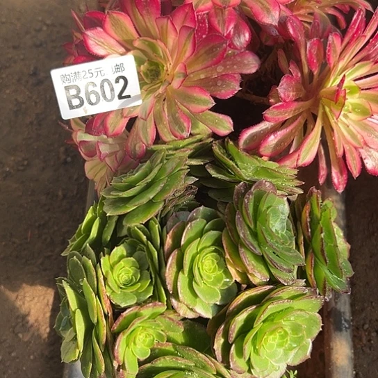 香多肉植物两个法师