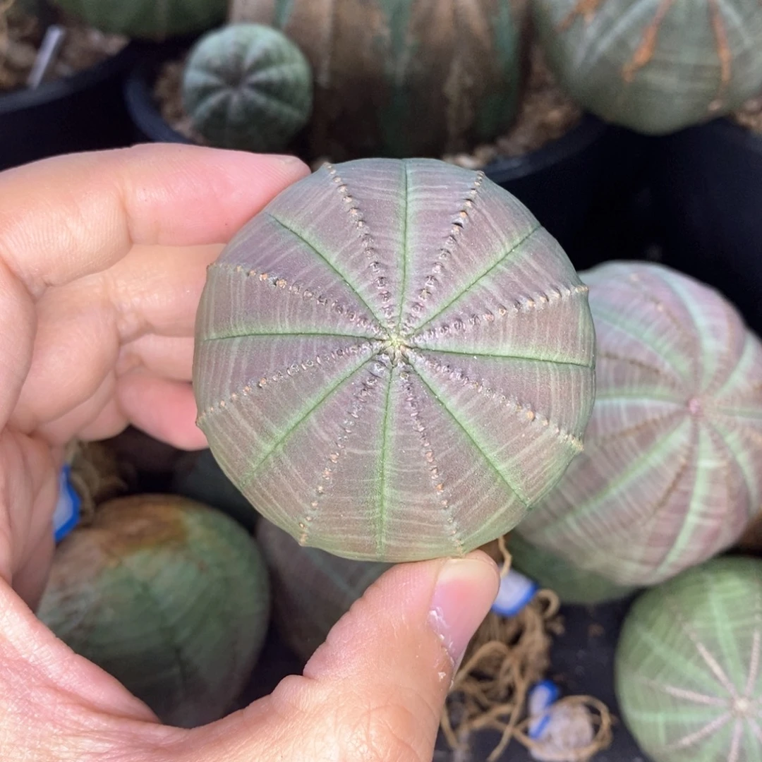 30 欧系实生布纹球多肉植物