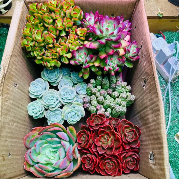 精品多肉组合（一箱到手6盆）带盆带土包邮新手好养