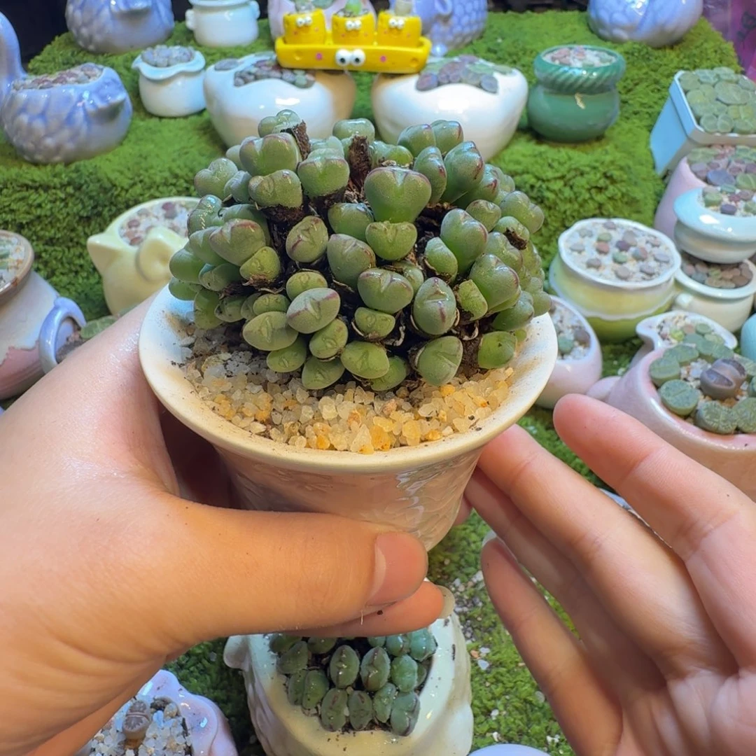 微***@多肉植物的生长发育804