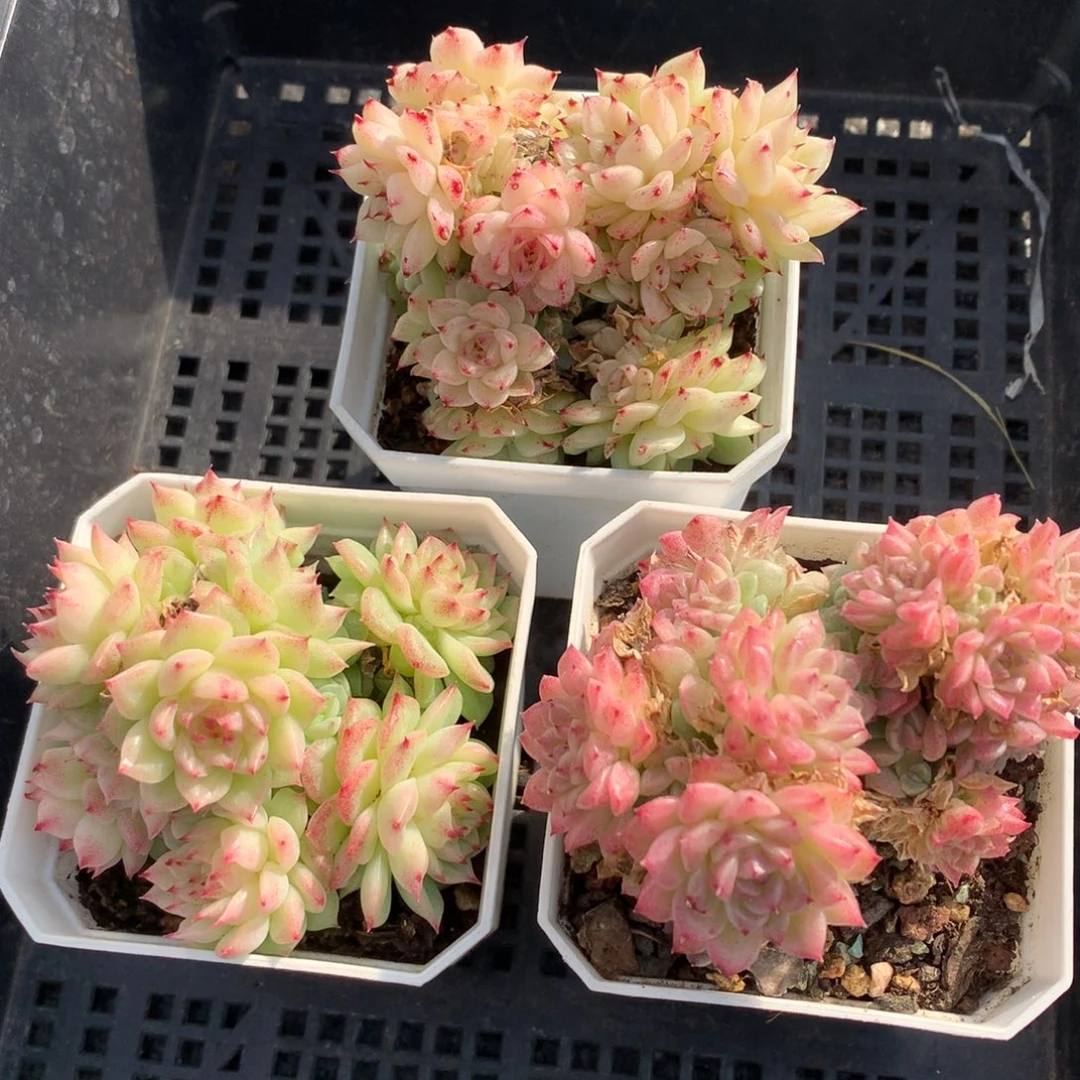 1208-107 麦秆套餐