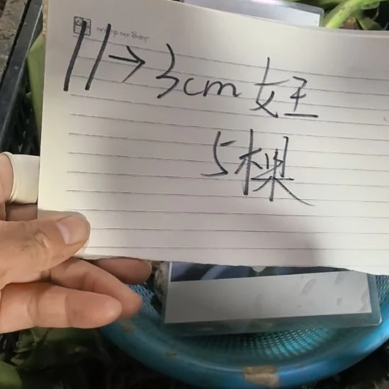 当前无花栽培后可以开花3厘米女王5棵