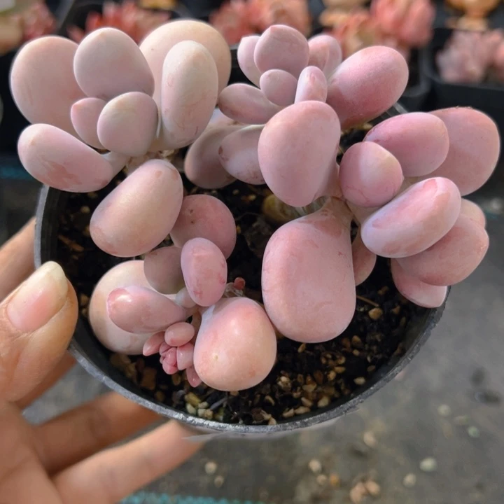 644桃蛋，脱土发货