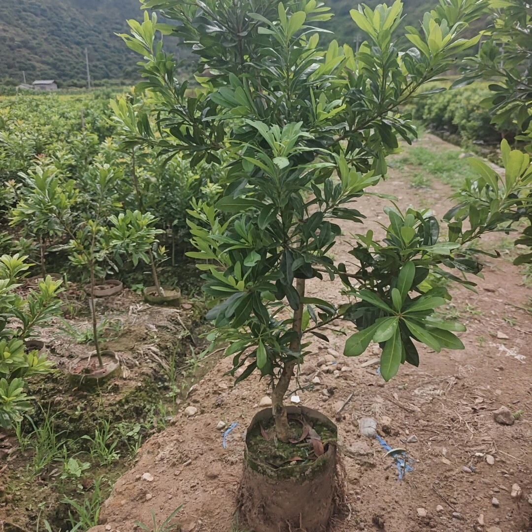 1-5年仙居东魁绿植庭院景观