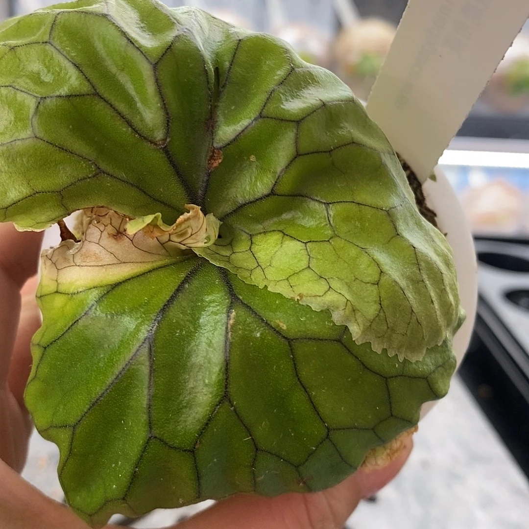 无花朵非猴鹿角蕨