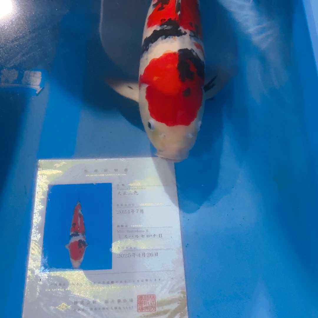 锦鲤大正专拍链接（清远收）