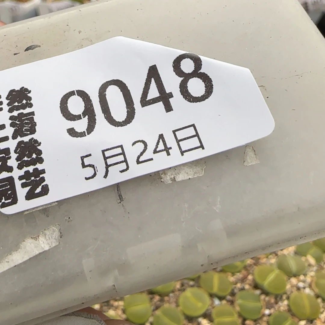 爱***猫5.24。安贞。9048。