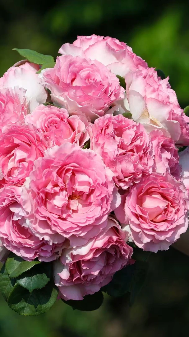 罗伊 欧月爬藤月季 藤本花卉 花园植物 耐寒耐热阳台庭