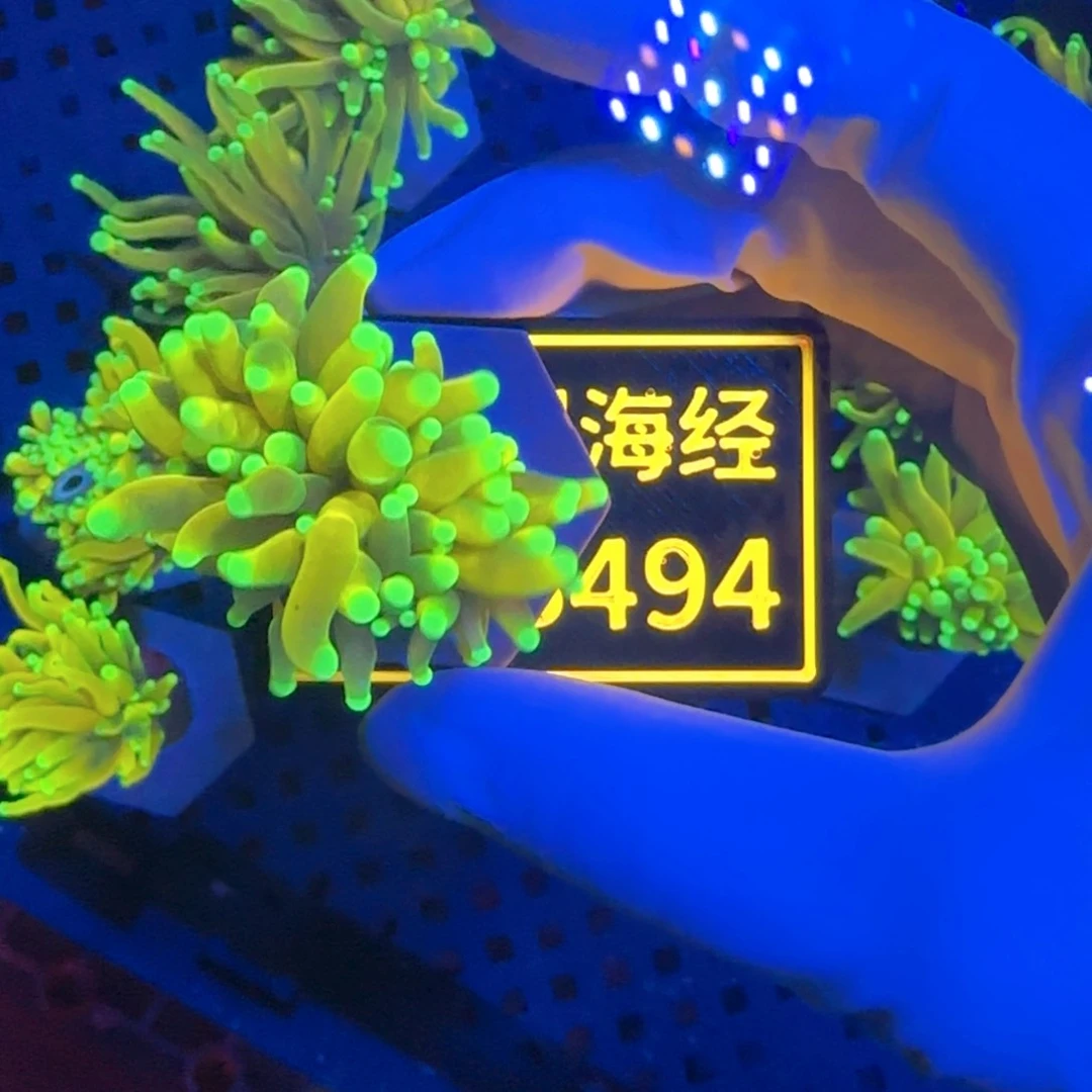 纽扣珊瑚宇***行又又马斯特霓虹金B494