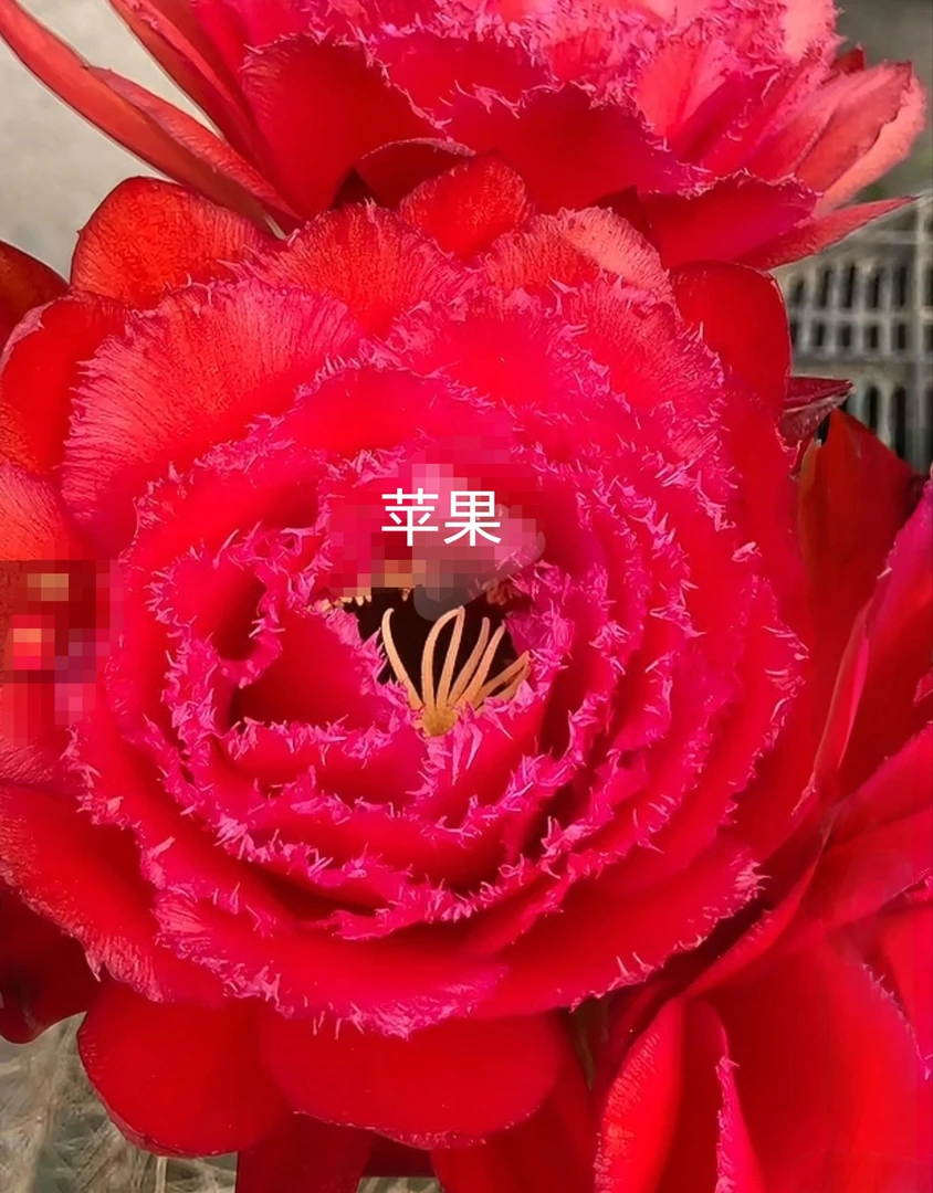 毛花柱苹果侧芽 满28包邮非偏远