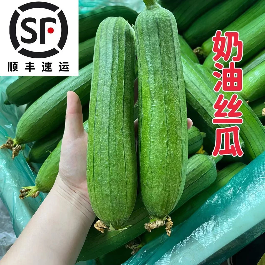 优选奶油香丝瓜苏北本地农家现摘现发绿皮丝瓜时令蔬菜东台丝瓜子