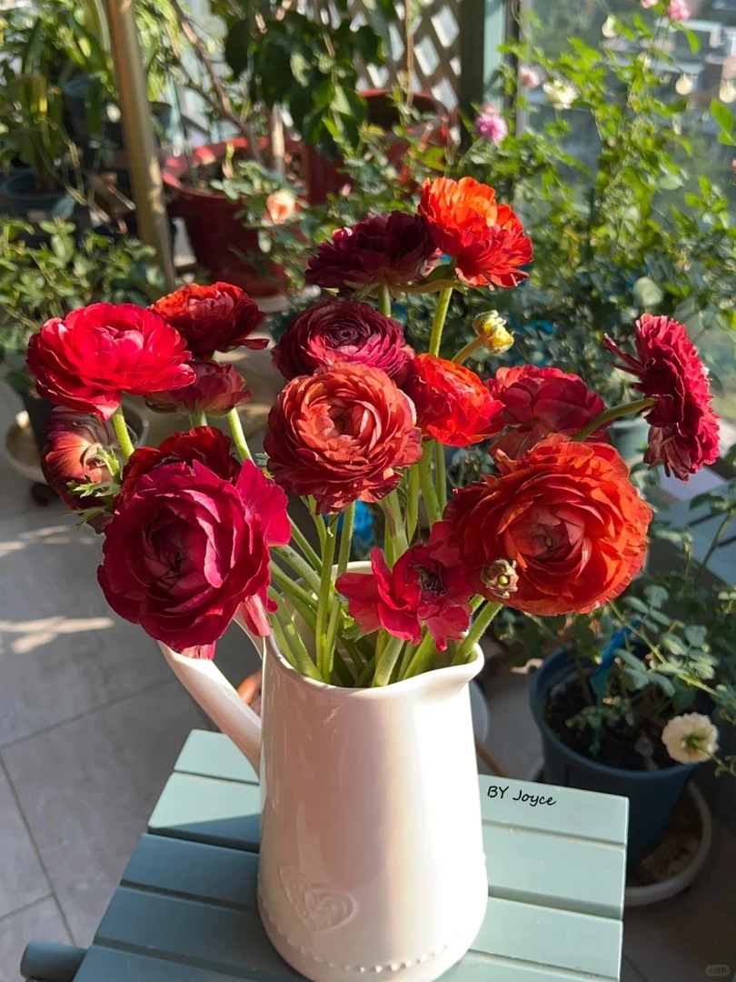 婵之语优选  巧克力色洋牡丹