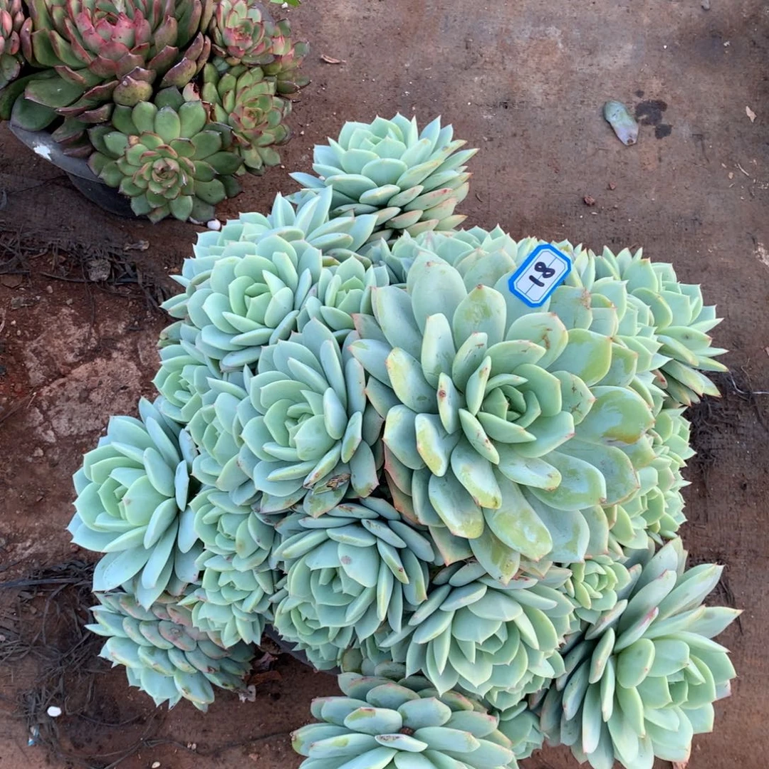 18恋曲一物一拍多肉