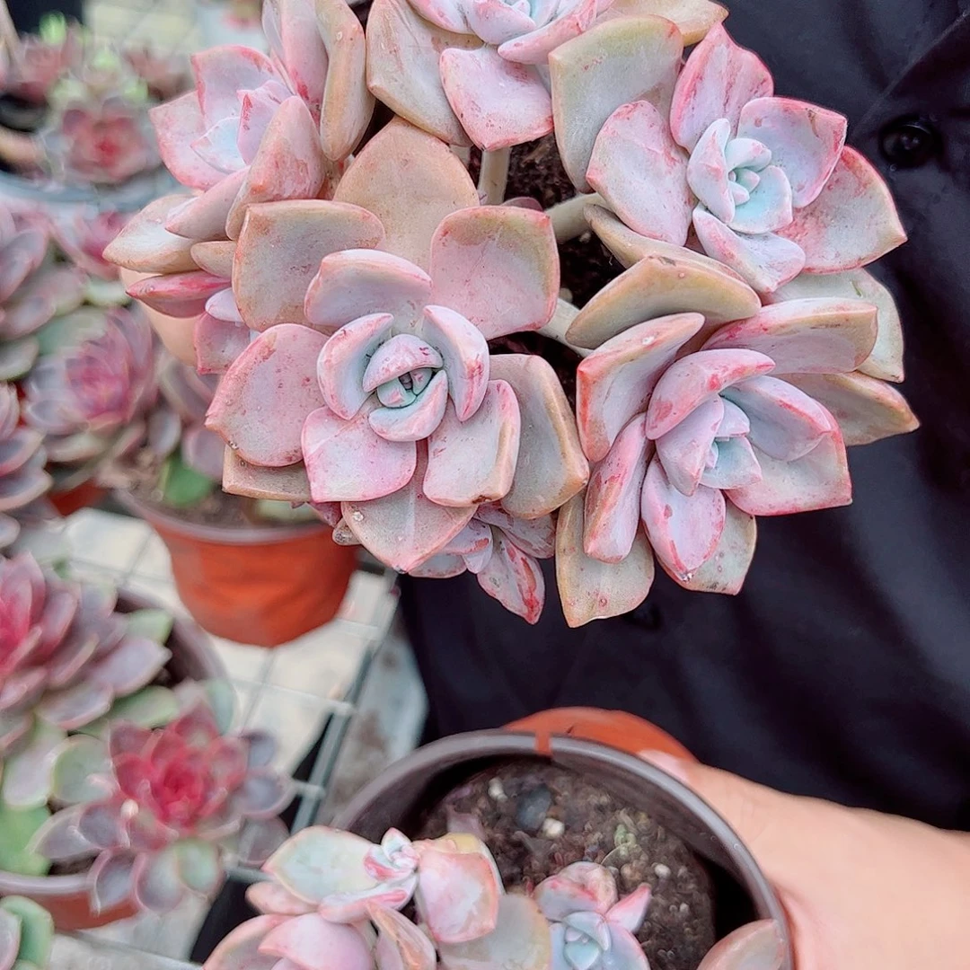 彩虹糖多头群生两盆