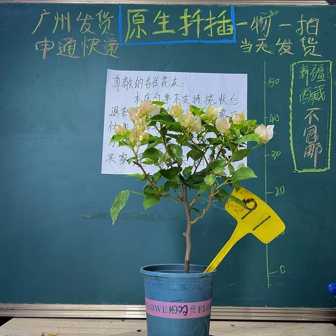 当前无花栽培后可以开花  暗斑丽人  91