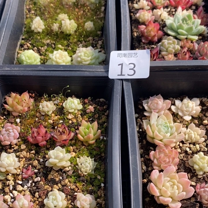 13 多肉植物盆栽花卉