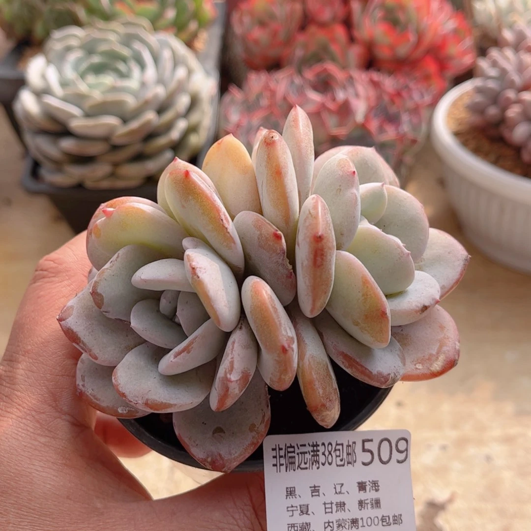 509韩版奶茶德华多肉