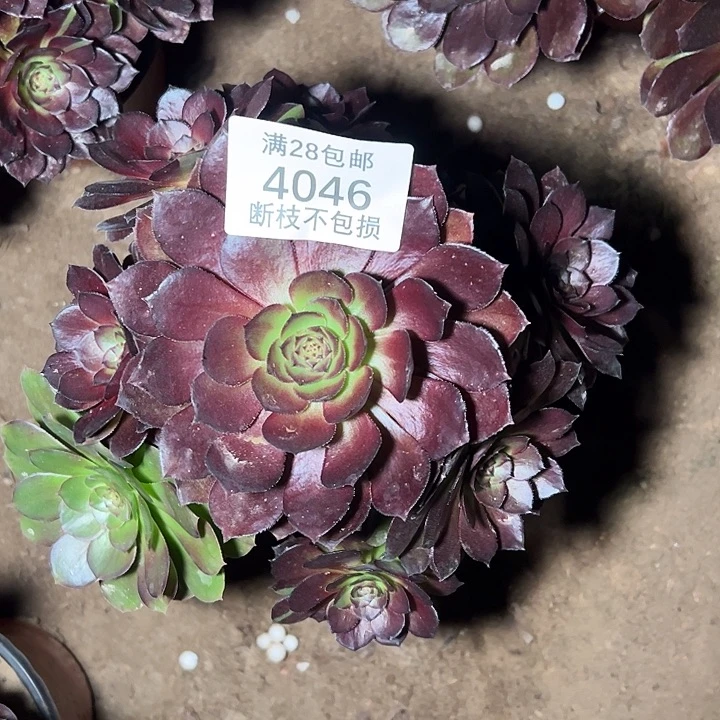 4046黑美人多肉植物