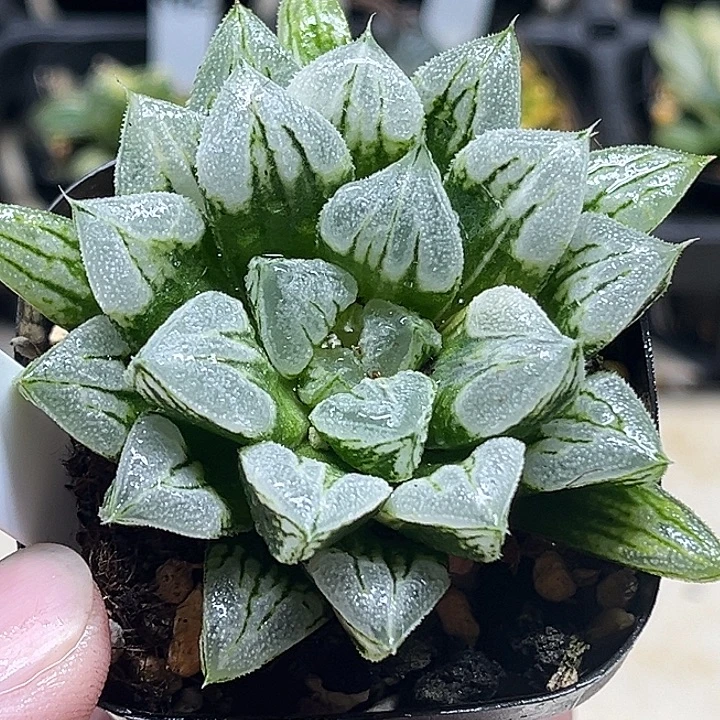 476爱心寿锦头家多肉十二卷