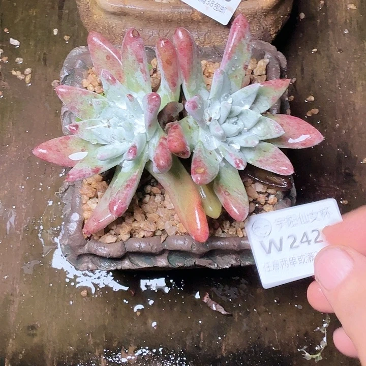 2429刘丹拇指多肉
