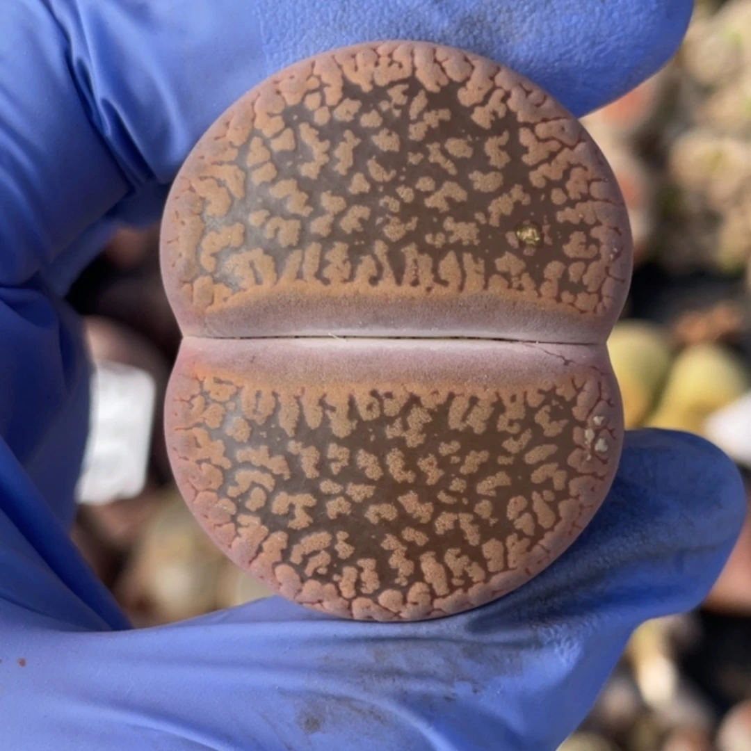 非偏远满20包邮896