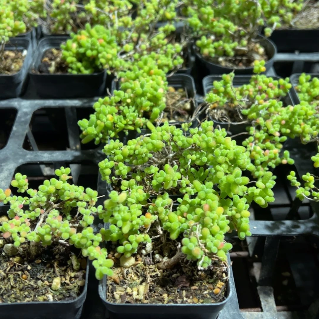 乱七八糟蜜橘55杯造型桩