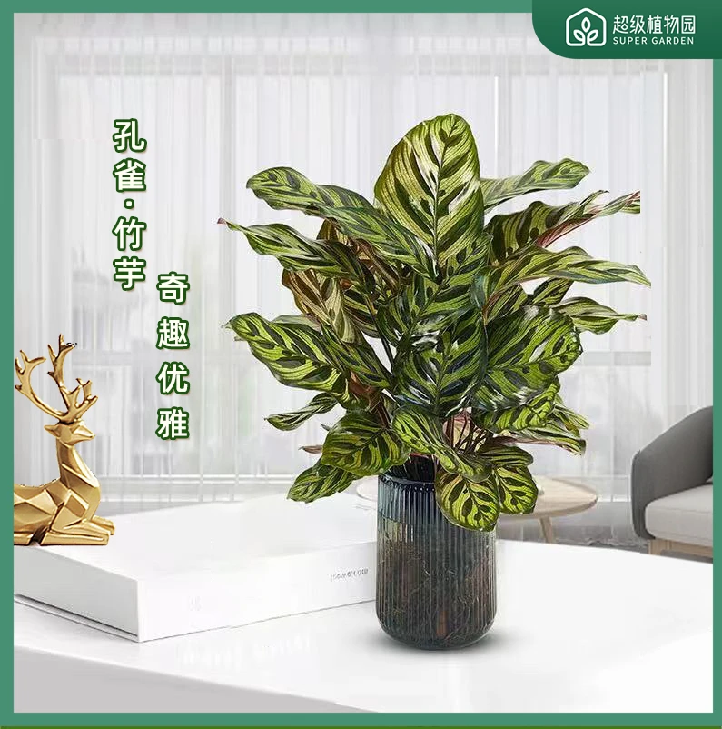 孔雀竹芋水培观叶绿植净化空气吸甲醛四季常青室内客厅盆栽