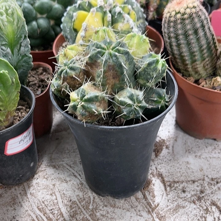 仙人球开花仙人球上仙人球