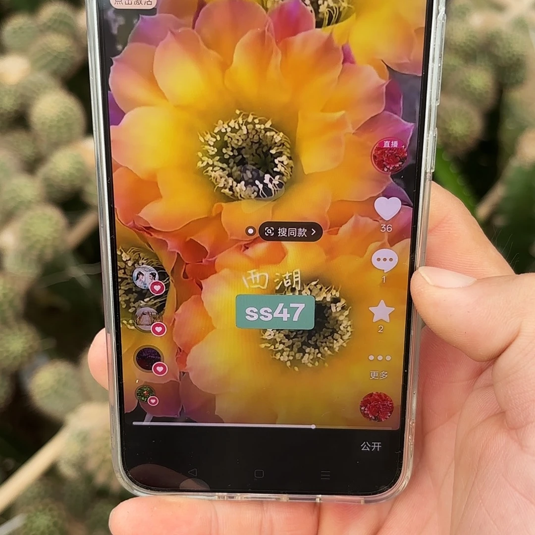 Us47彩20包邮仙人球
