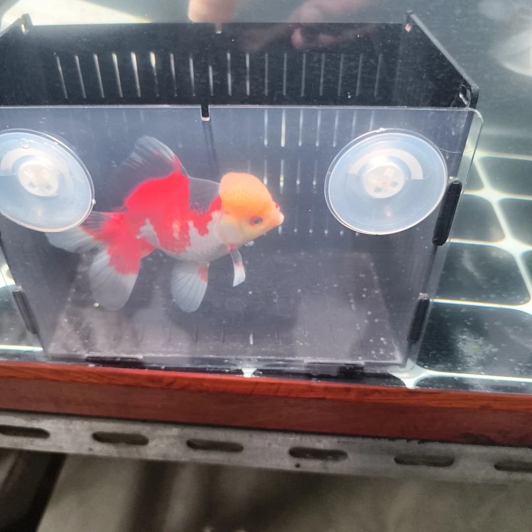 泰狮玛丽金鱼，将军