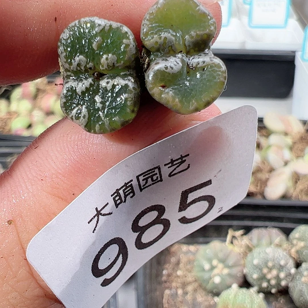 0000985 一物一拍……