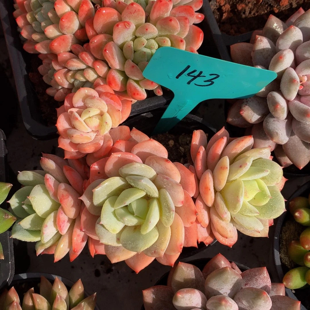 恋曲群727272737372