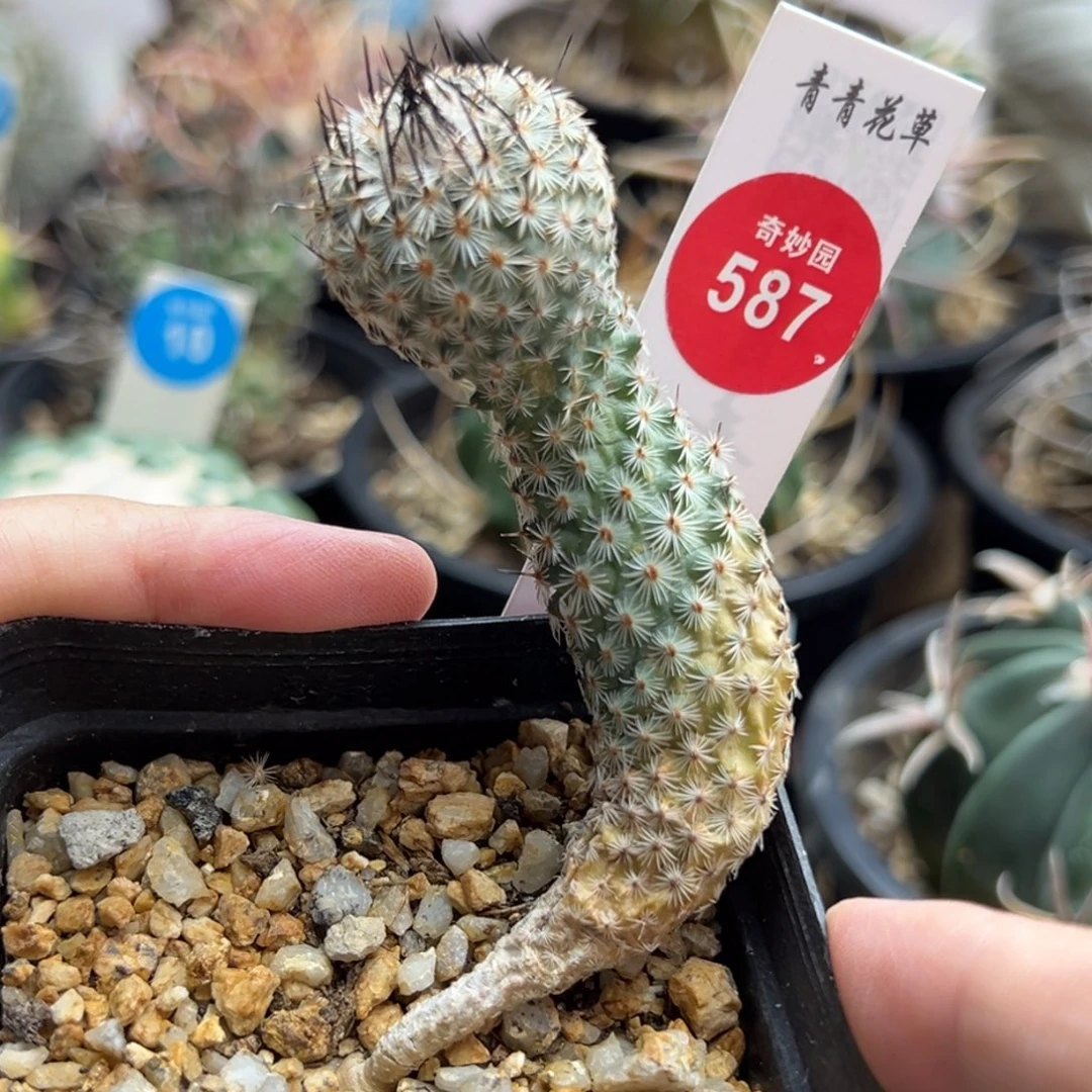 实生老赤花美针玉2.4cm