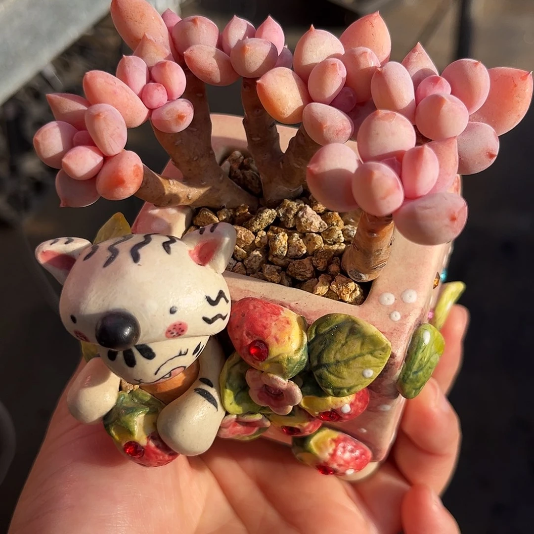 奶酪sp满200包顺丰