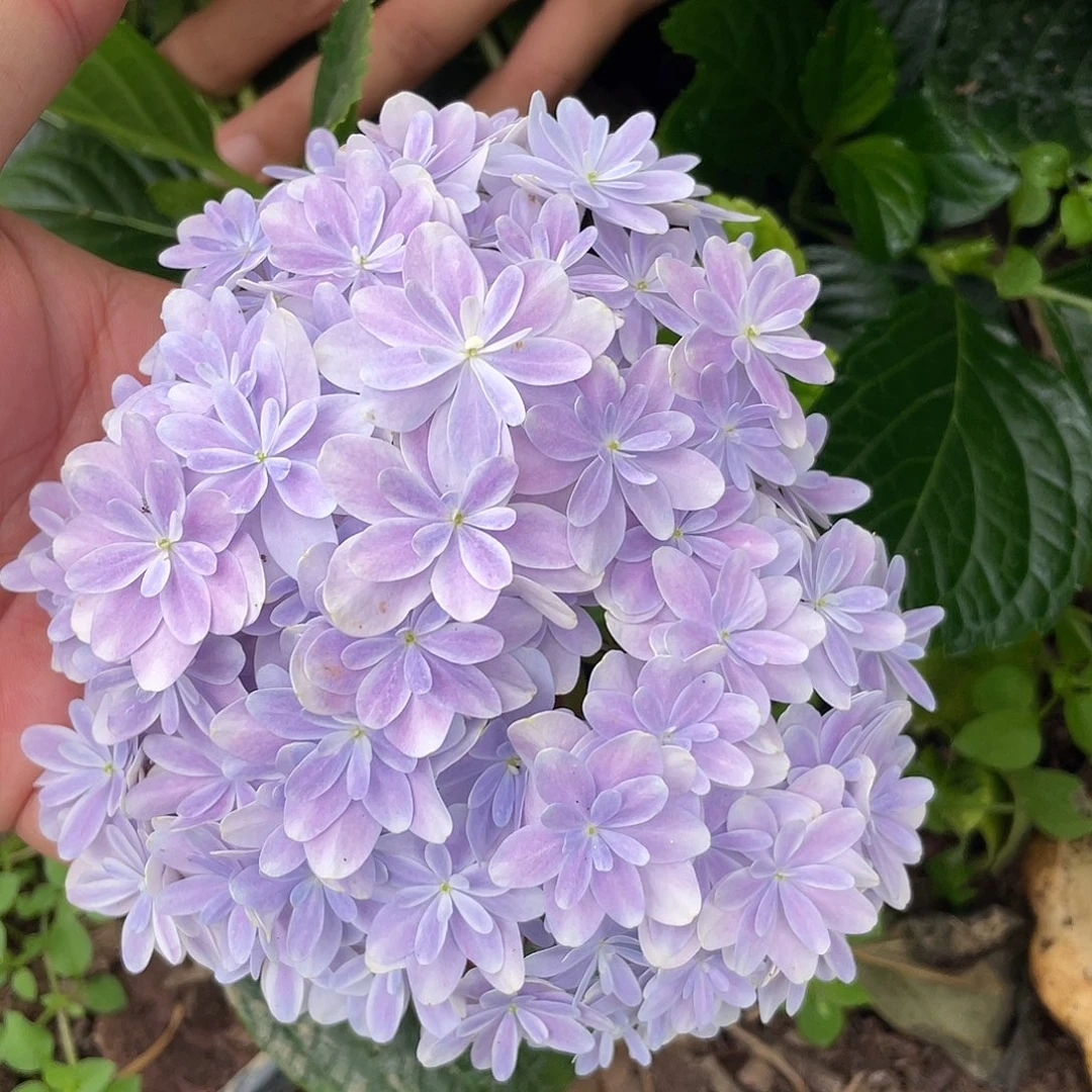 绣球切花一物一拍3枝包邮，182