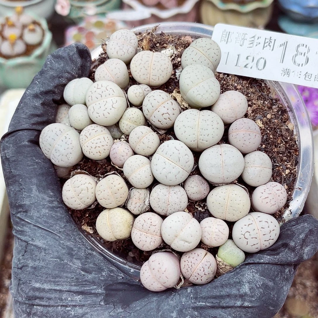 生石花满18包邮1120-181