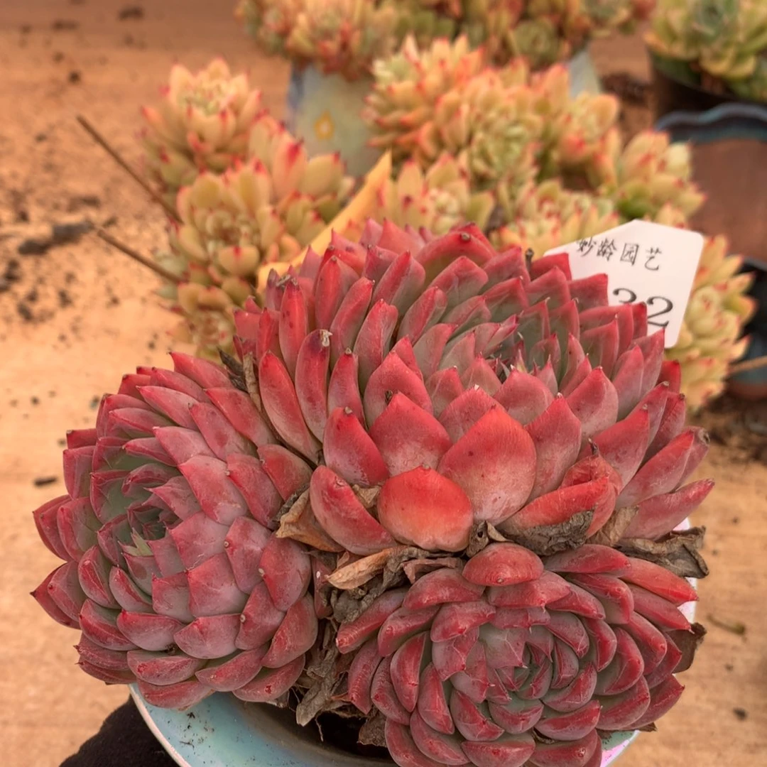 5432杂交多肉老桩