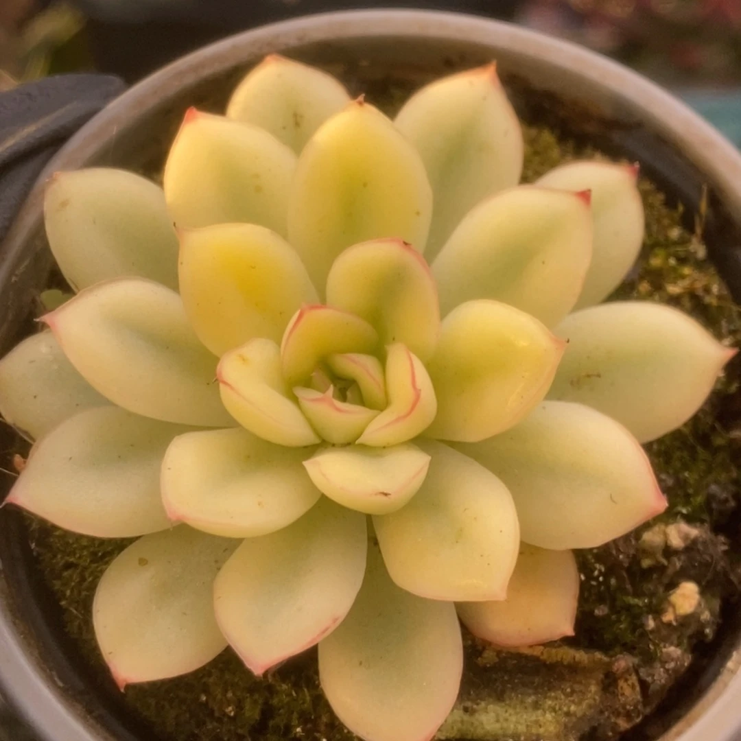 011慈禧锦锦锦锦锦锦