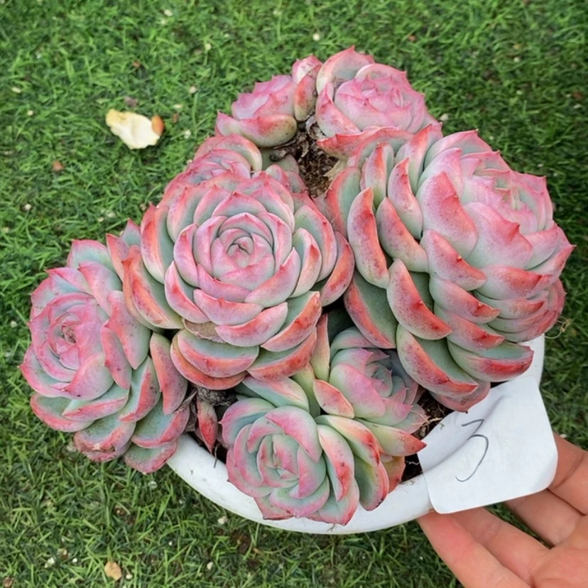 【闪购商品】L**夏多肉植物