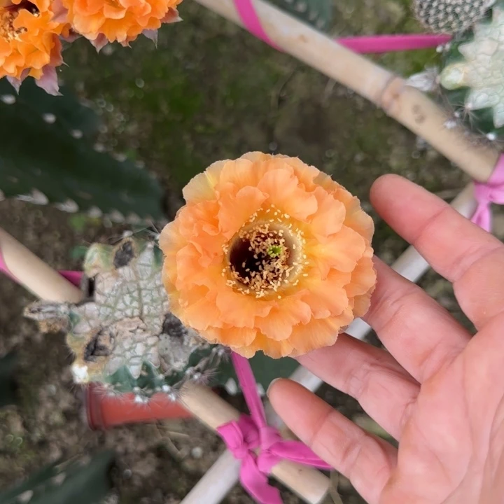 纯爱无根侧芽四公分左右