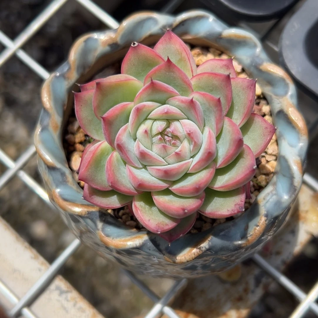 粉水晶（满38包邮）多肉